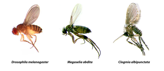 Drosophila melanogaster, Megaselia abdita, Clogmia albipunctata